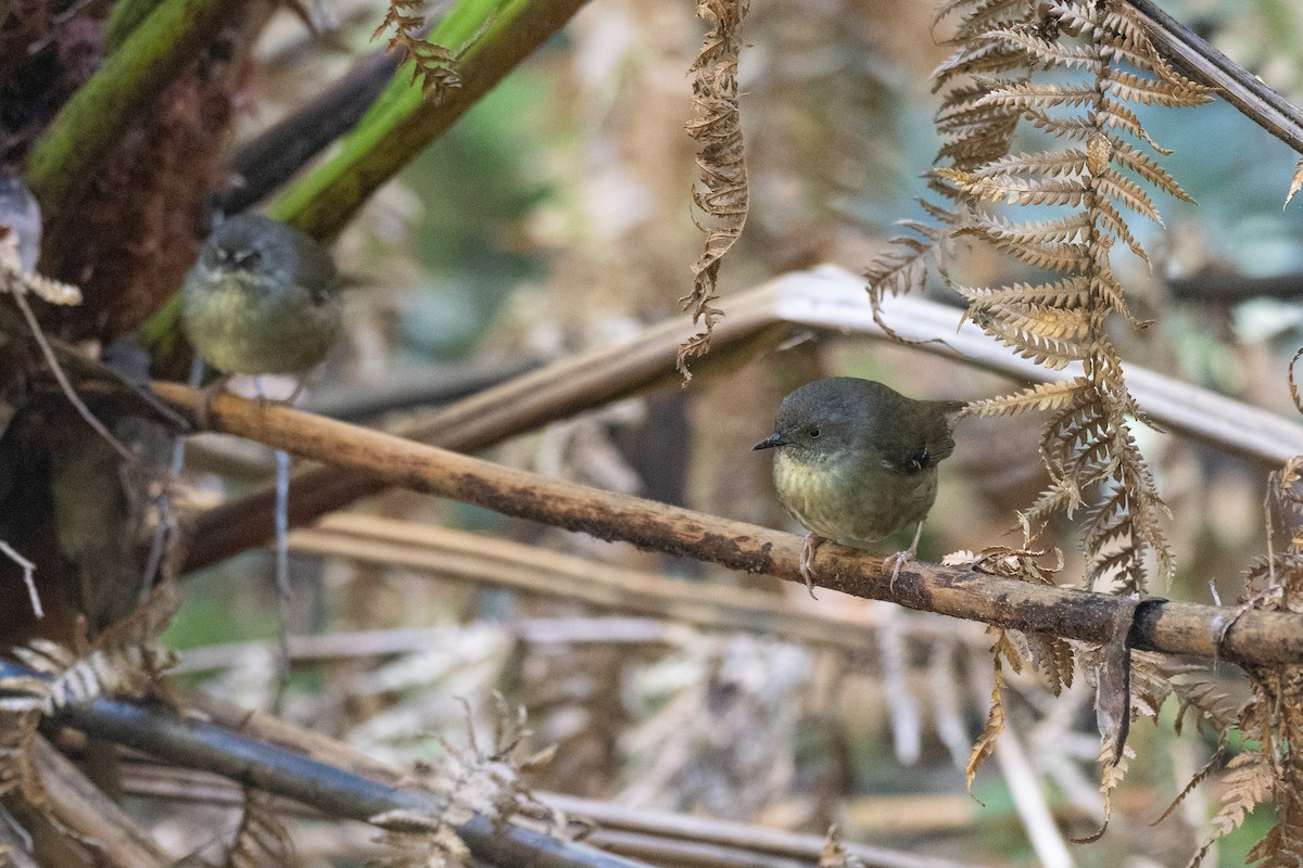 tasmankrattsmett - ML646383195