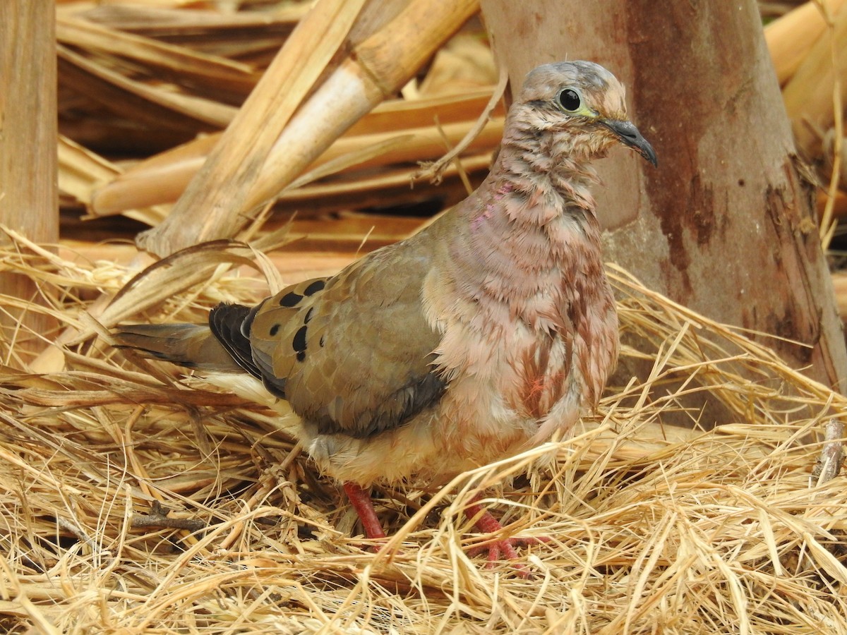 Eared Dove - ML646383196