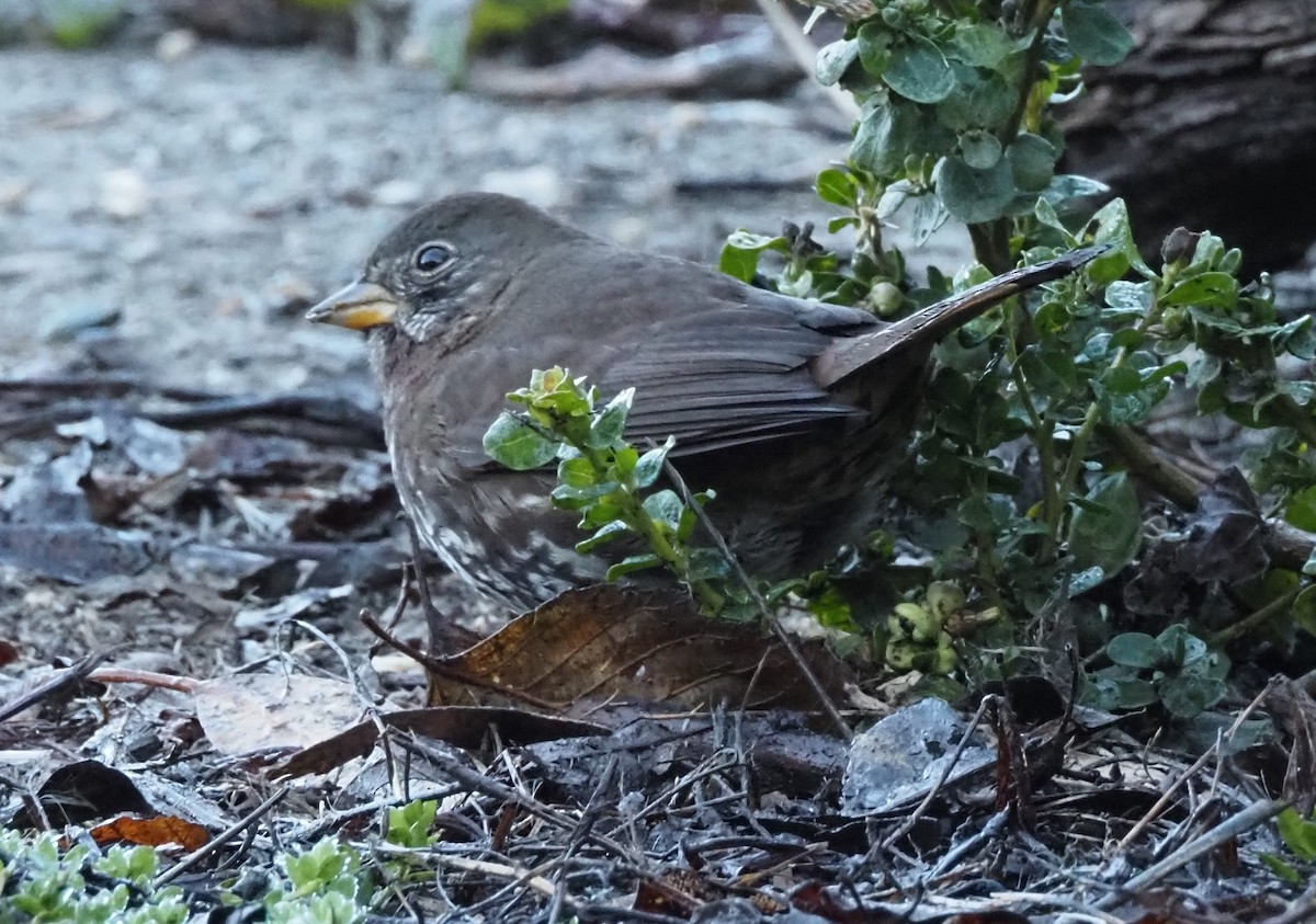Fox Sparrow - ML646383197