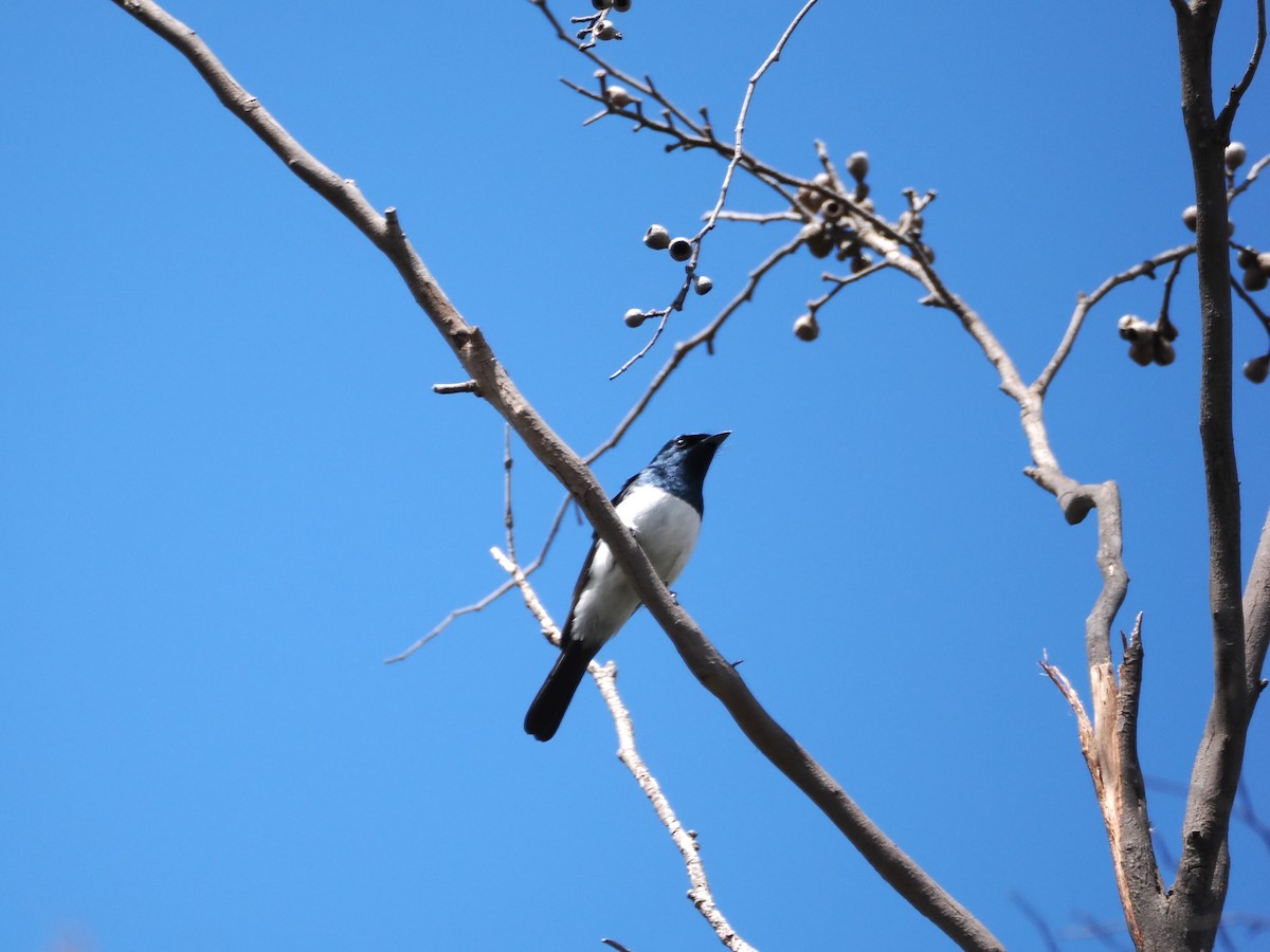 Satin Flycatcher - ML646383198