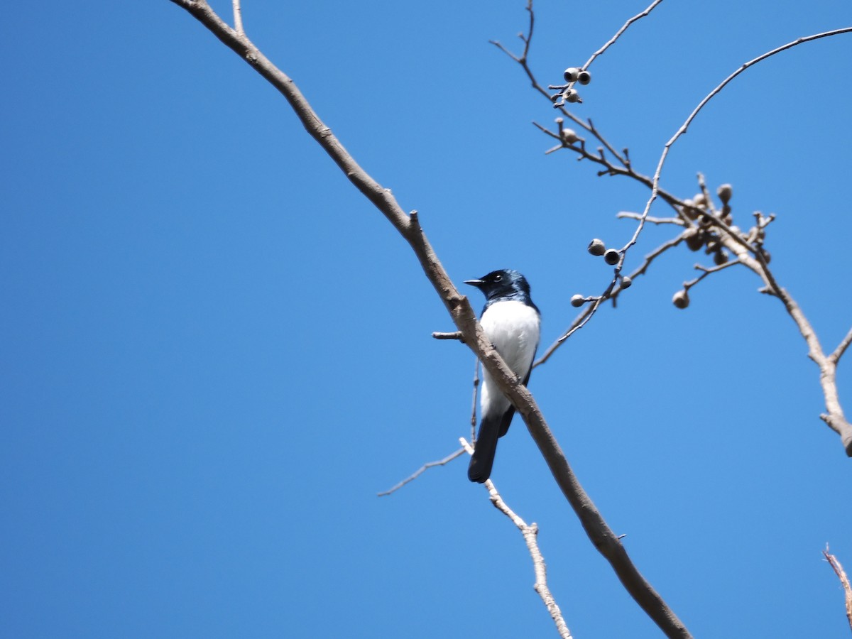 Satin Flycatcher - ML646383200