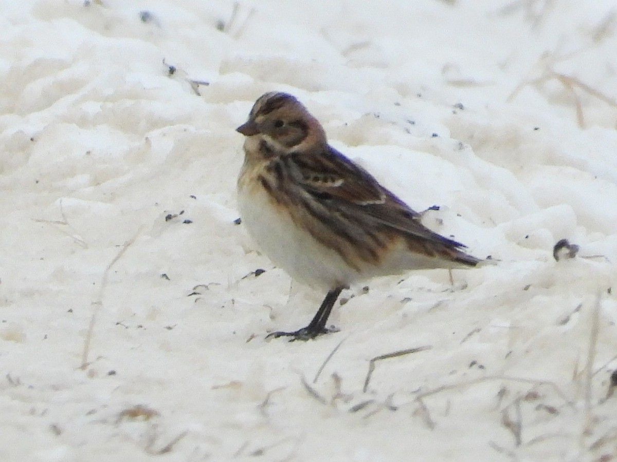 Lapland Longspur - ML646383201
