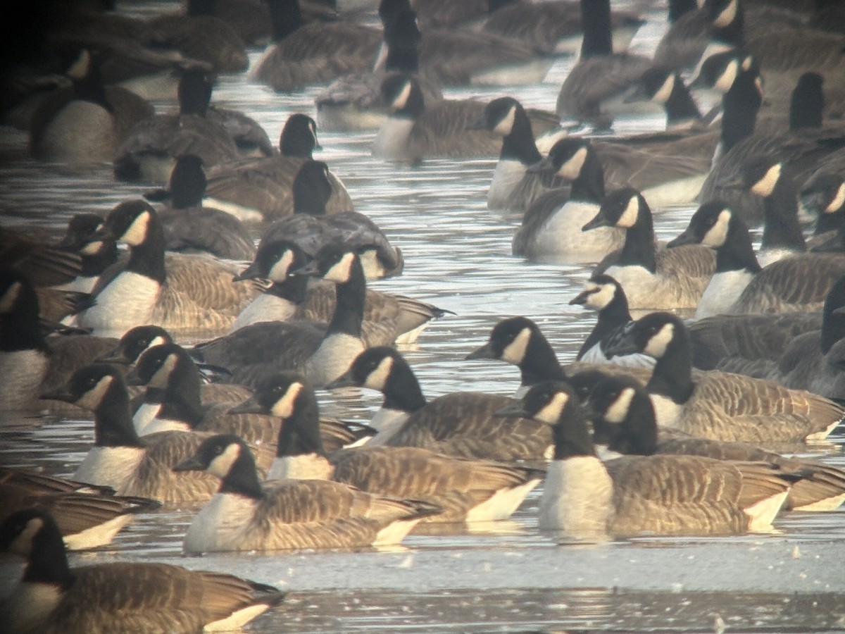 Barnacle Goose - ML646383202