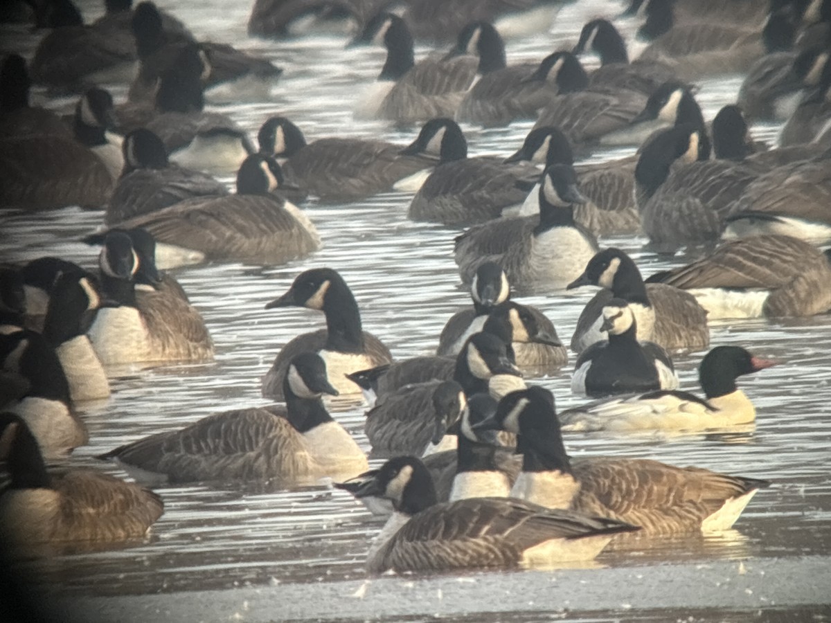 Barnacle Goose - ML646383203