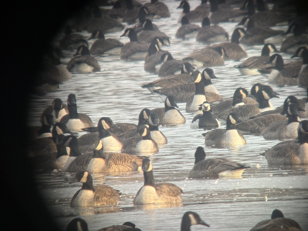 Barnacle Goose - ML646383204