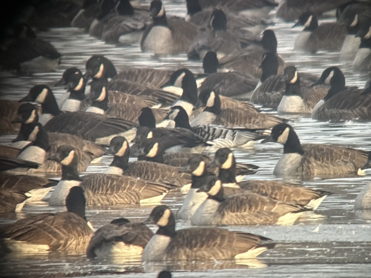 Barnacle Goose - ML646383205