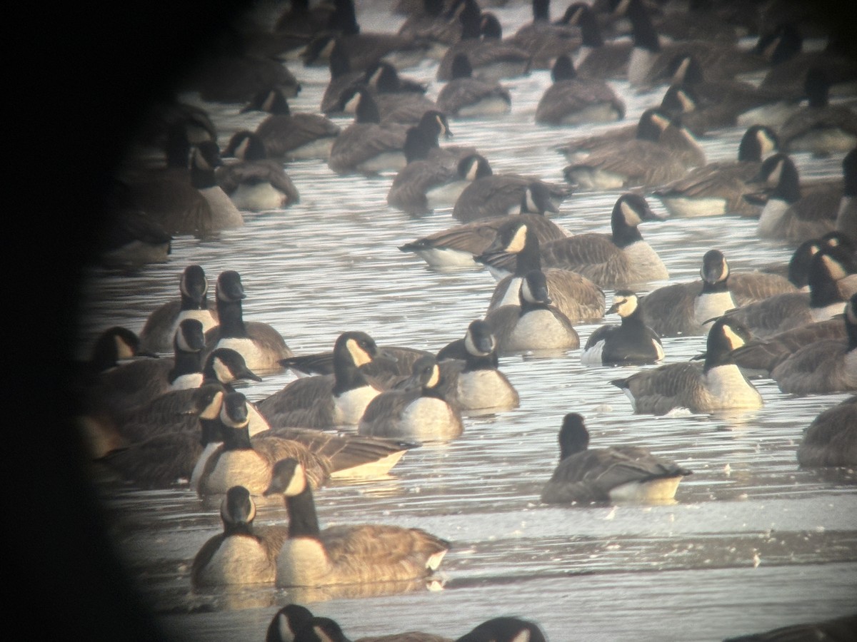 Barnacle Goose - ML646383206