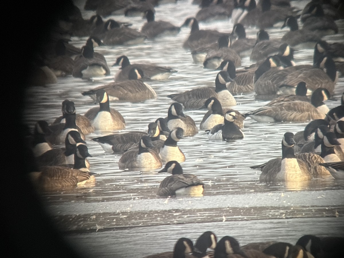 Barnacle Goose - ML646383207