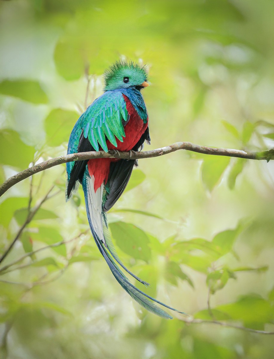 kvesal chocholatý - ML646383208