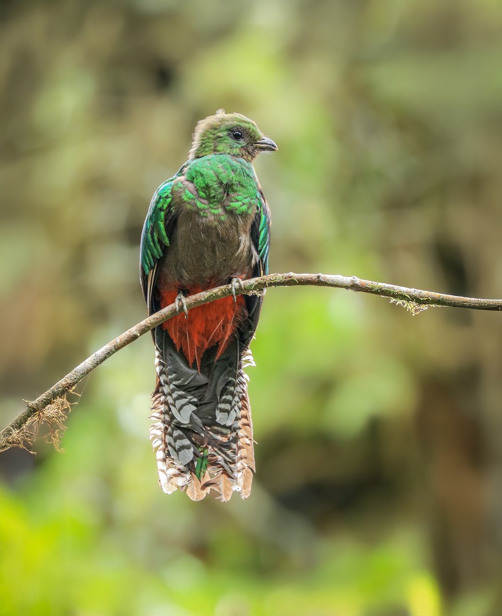 kvesal chocholatý - ML646383209