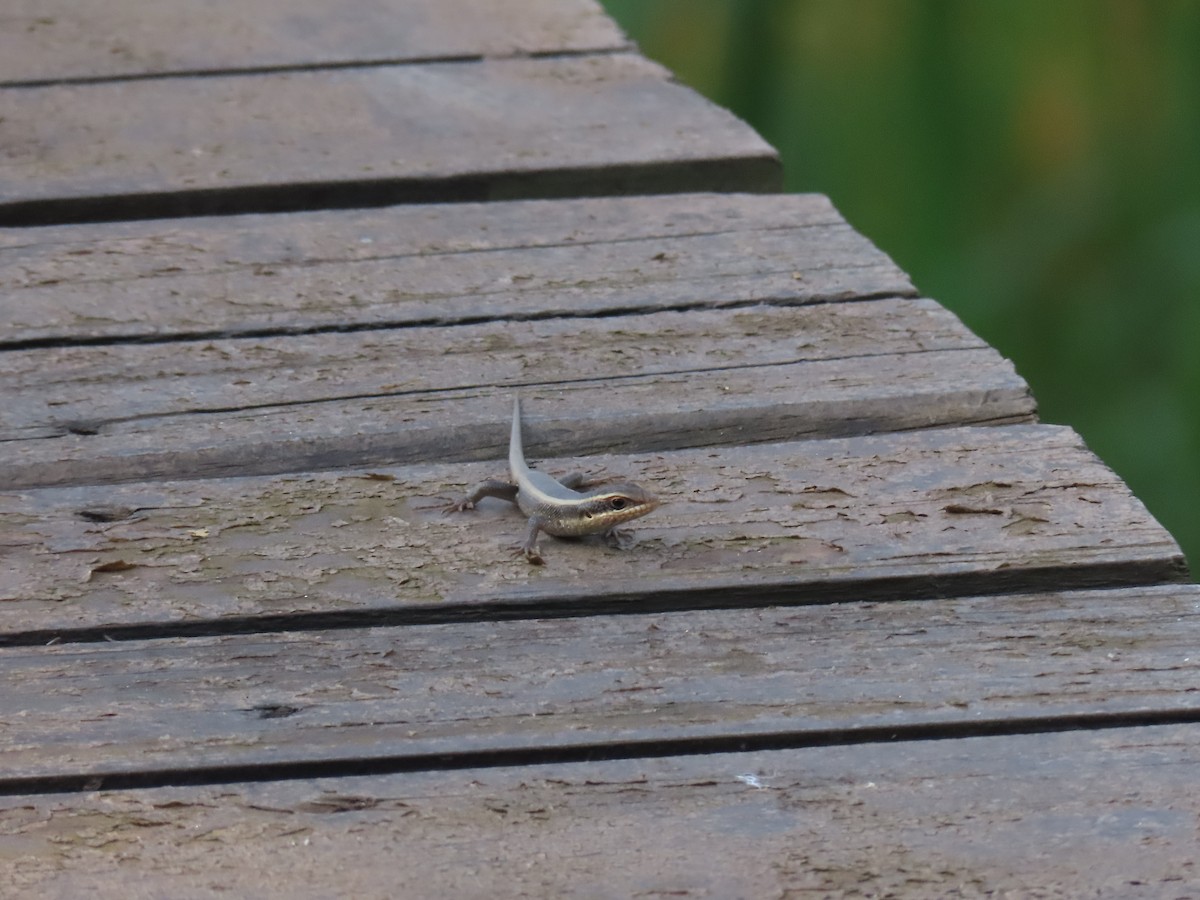 Animals - ML646383210