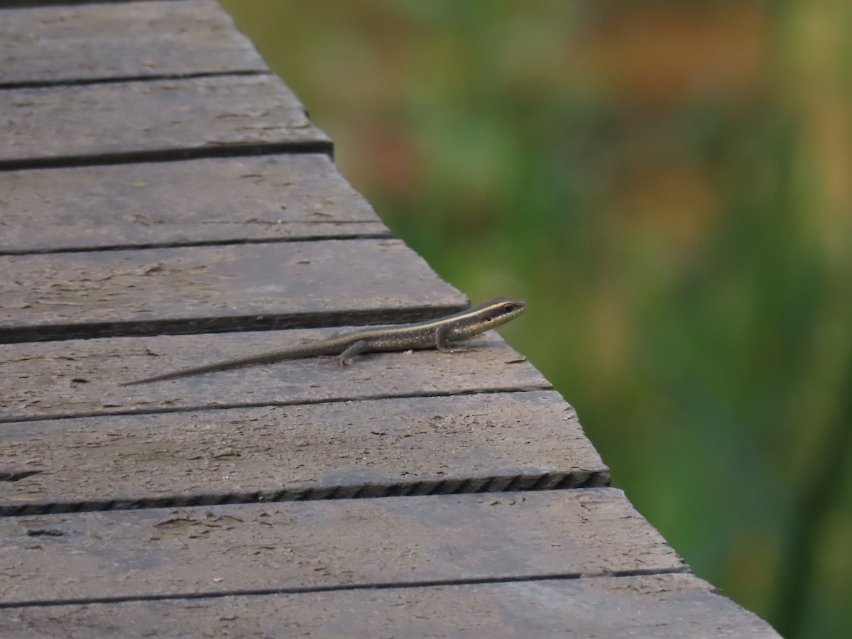 Animals - ML646383211