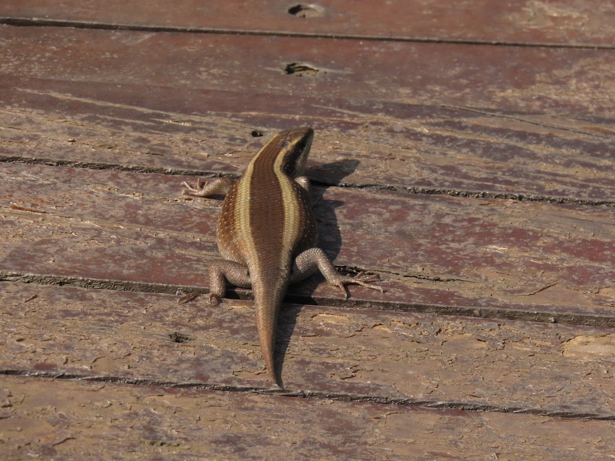 Animals - ML646383212