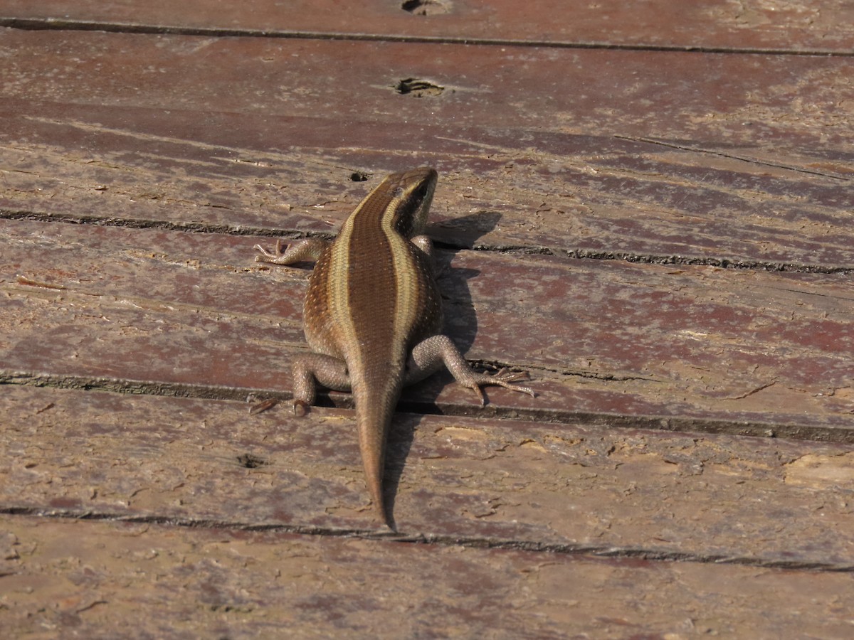 Animals - ML646383213