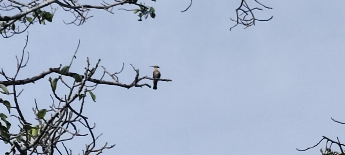 dudek chocholatý - ML646383214