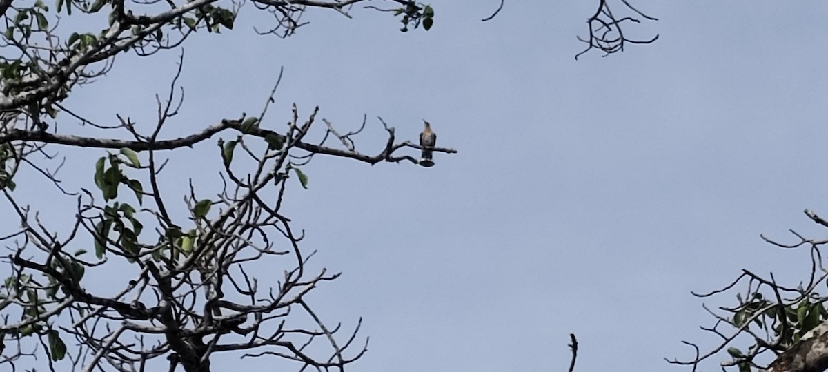 dudek chocholatý - ML646383215