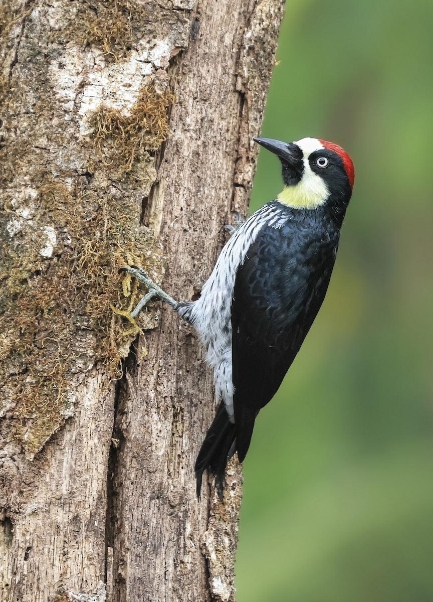 datel sběrač - ML646383218