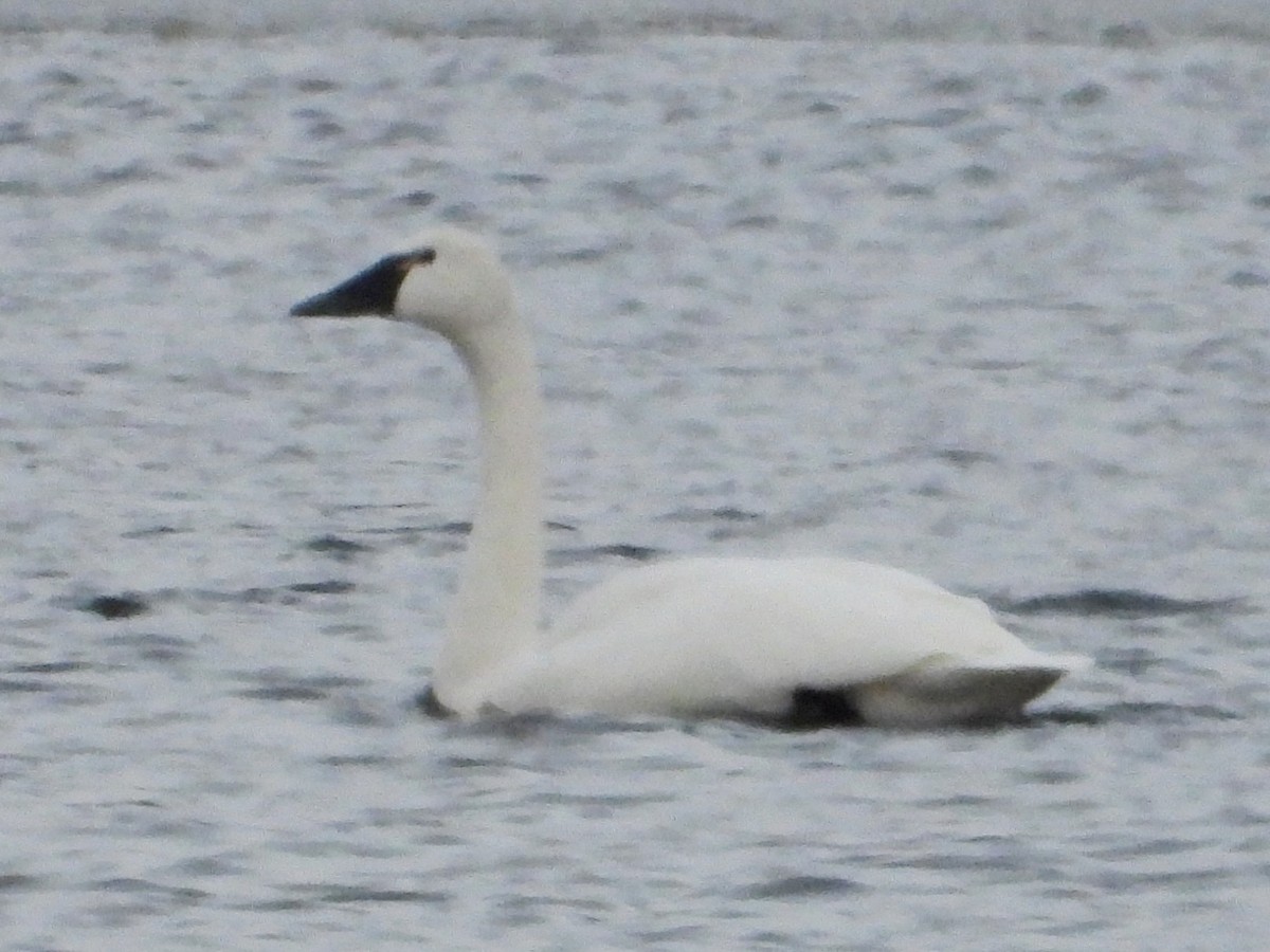 Tundra Swan - ML646383219