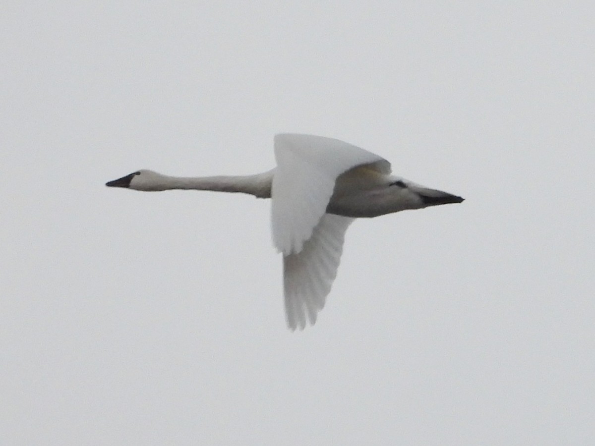 Tundra Swan - ML646383222