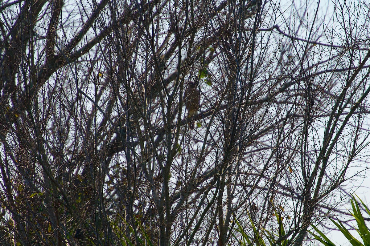 plžojed bažinný - ML646383223