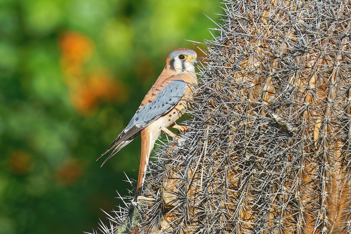 American Kestrel - ML646383224