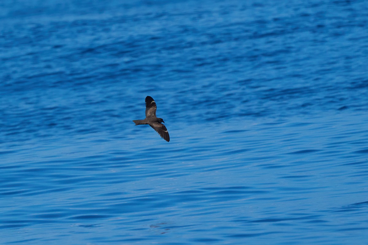Swinhoe's Storm-Petrel - ML646383226