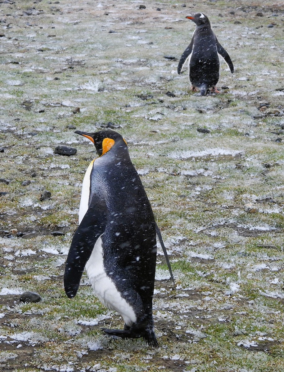 Pingüino Rey - ML646383227