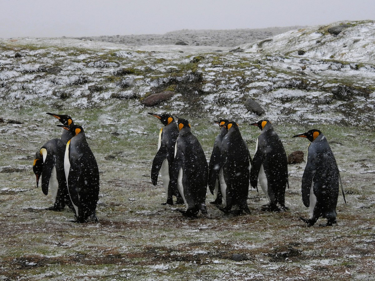 Pingüino Rey - ML646383228