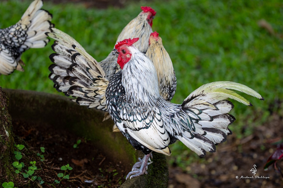 Animals - ML646383229