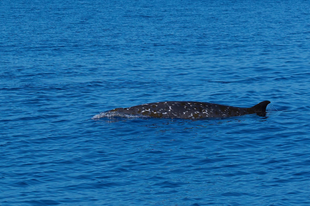 Ginkgo-toothed Beaked Whale - ML646383230