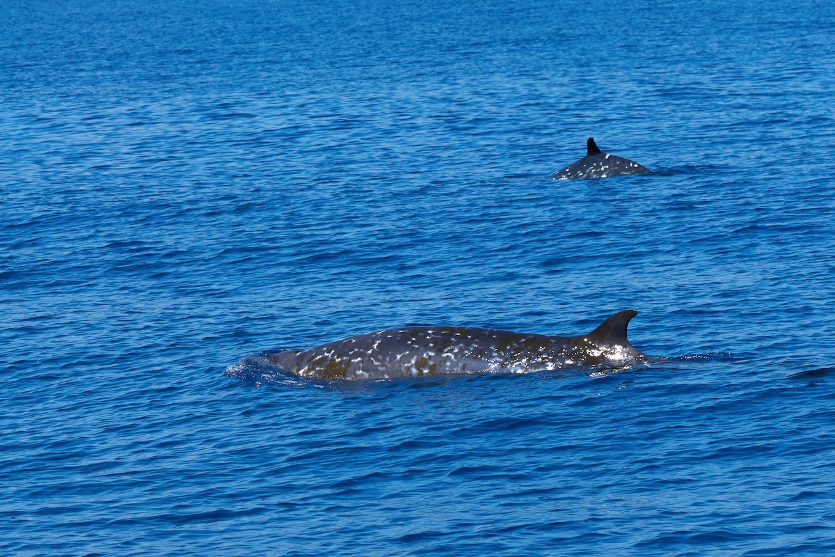 Ginkgo-toothed Beaked Whale - ML646383231