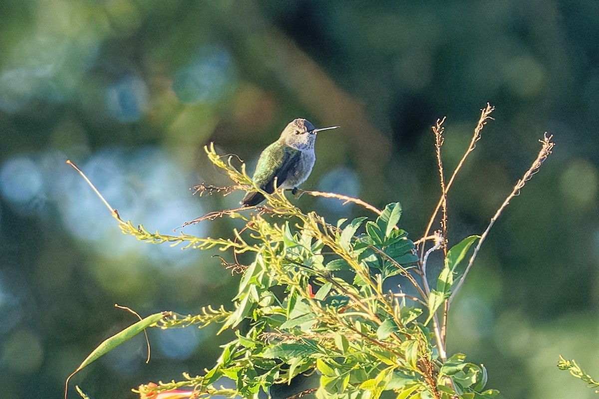 Anna's Hummingbird - ML646383232