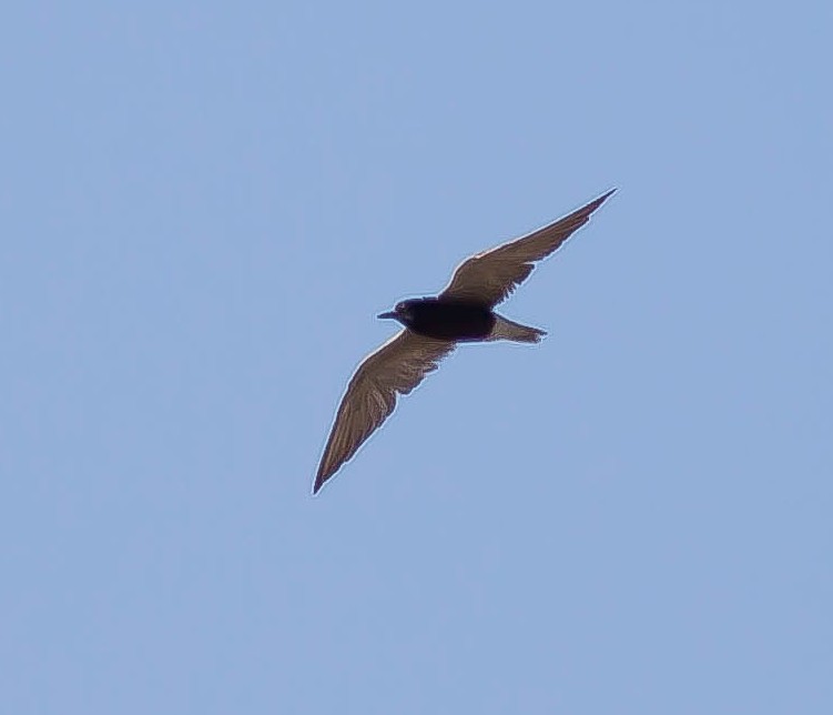 Black Tern - ML646383233