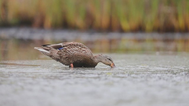 kachna divoká - ML646383234