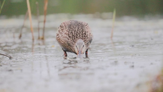 kachna divoká - ML646383235