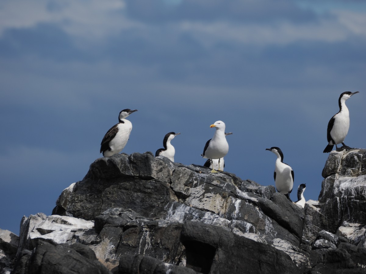 Black-faced Cormorant - ML646383237
