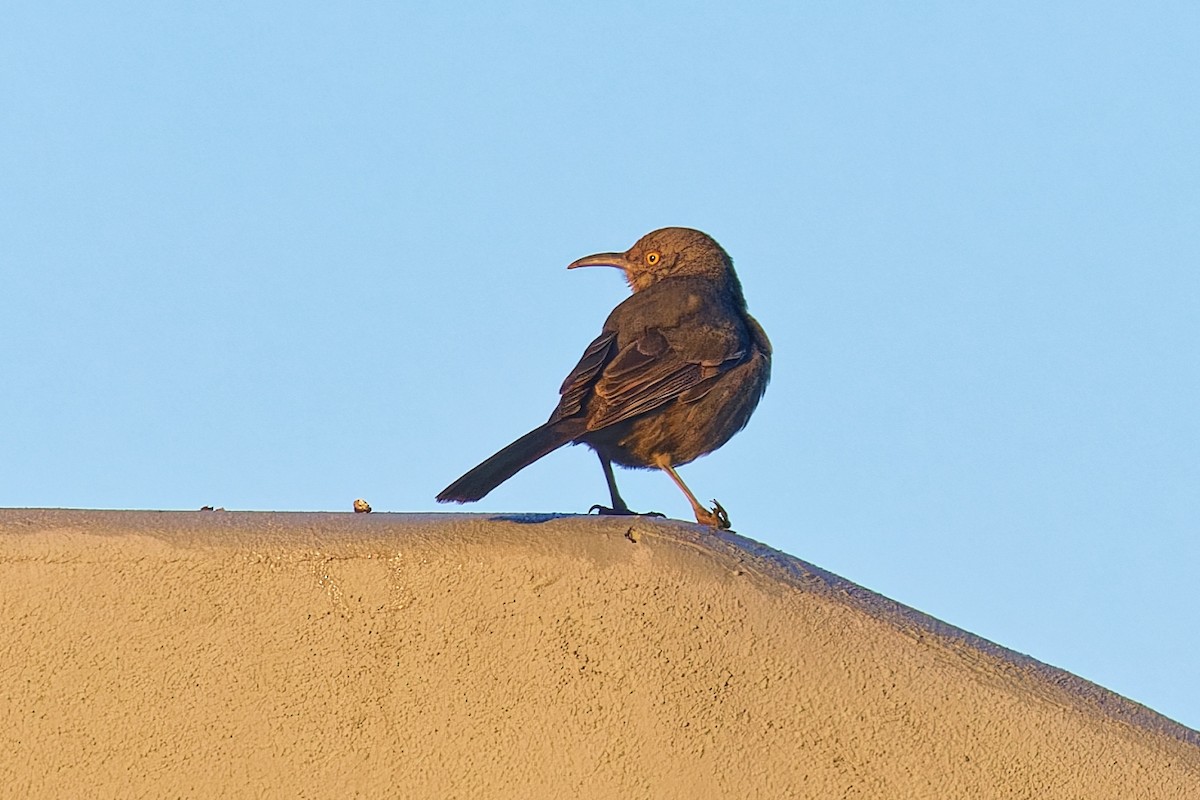 Curve-billed Thrasher - ML646383238