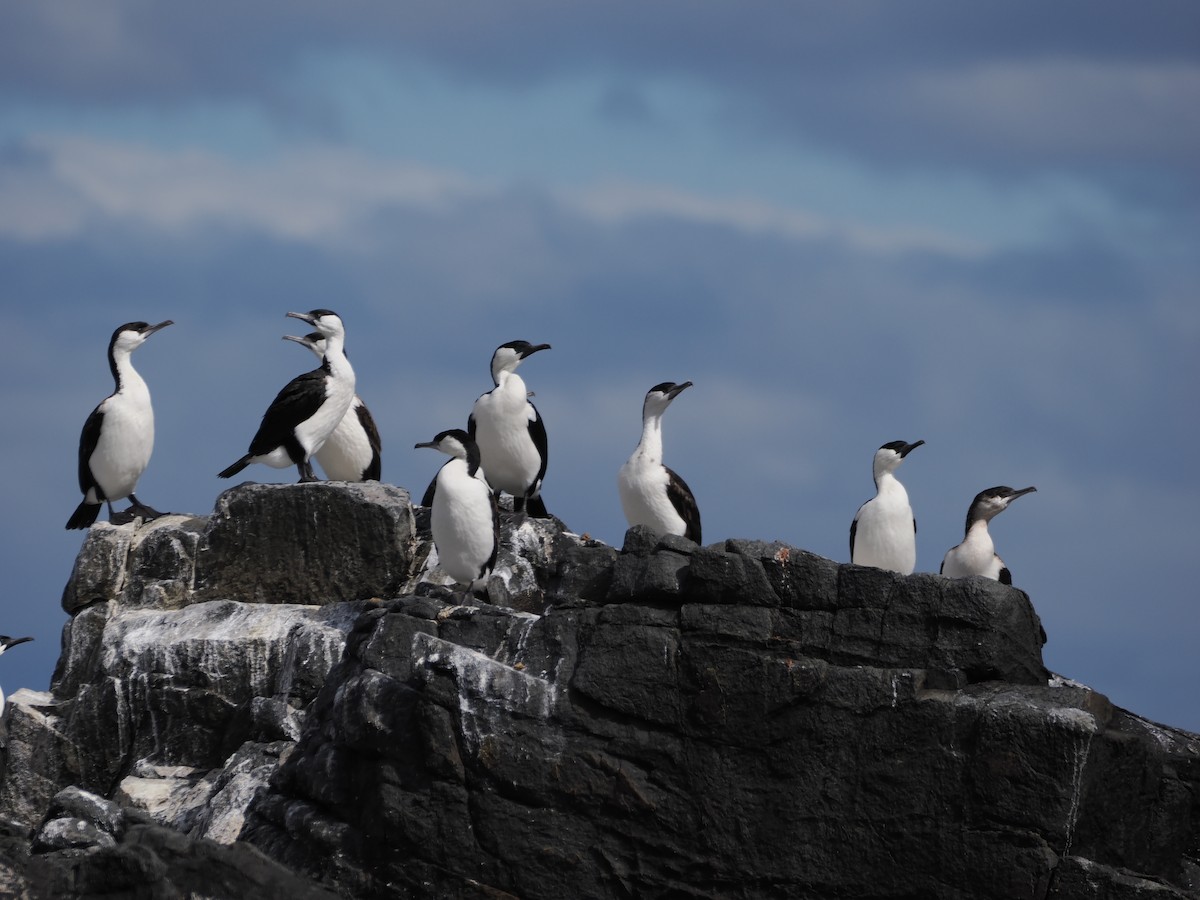 Black-faced Cormorant - ML646383240