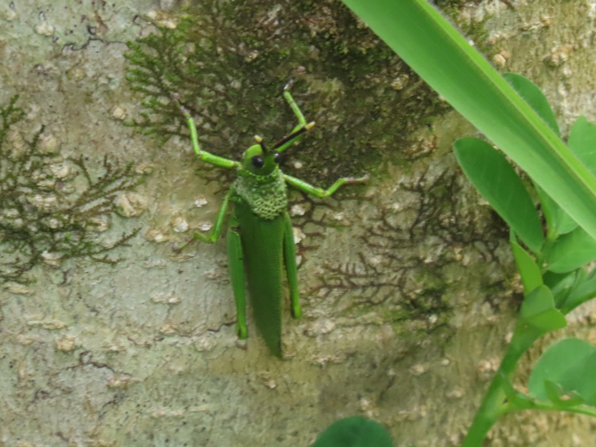 Animals - ML646383242