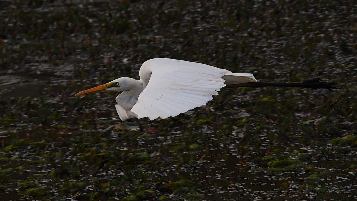 ダイサギ - ML646383243