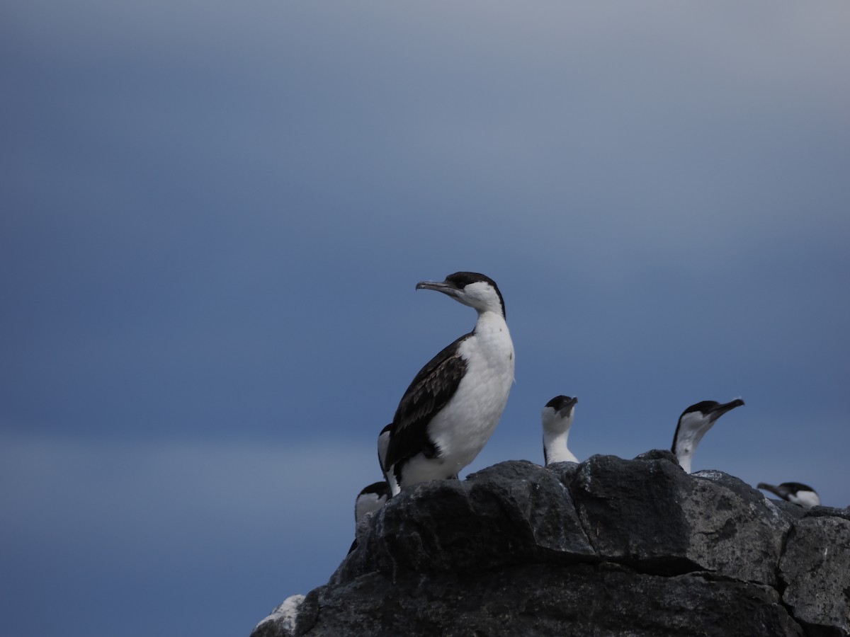 Black-faced Cormorant - ML646383244