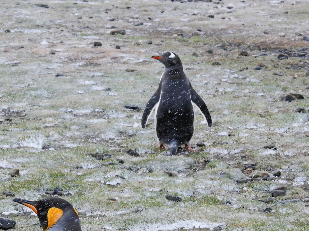 Pingüino Juanito - ML646383245