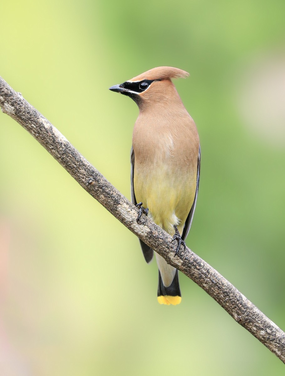 brkoslav americký - ML646383247