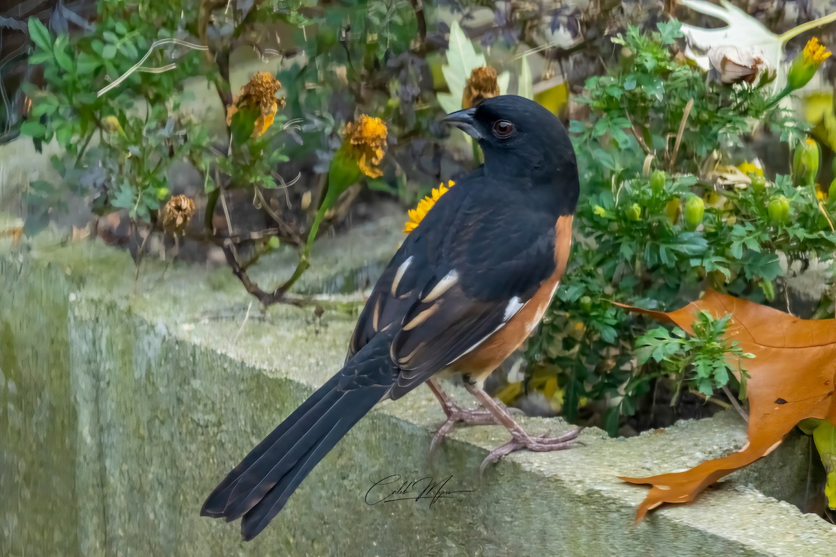 Tohi à flancs roux - ML646383248