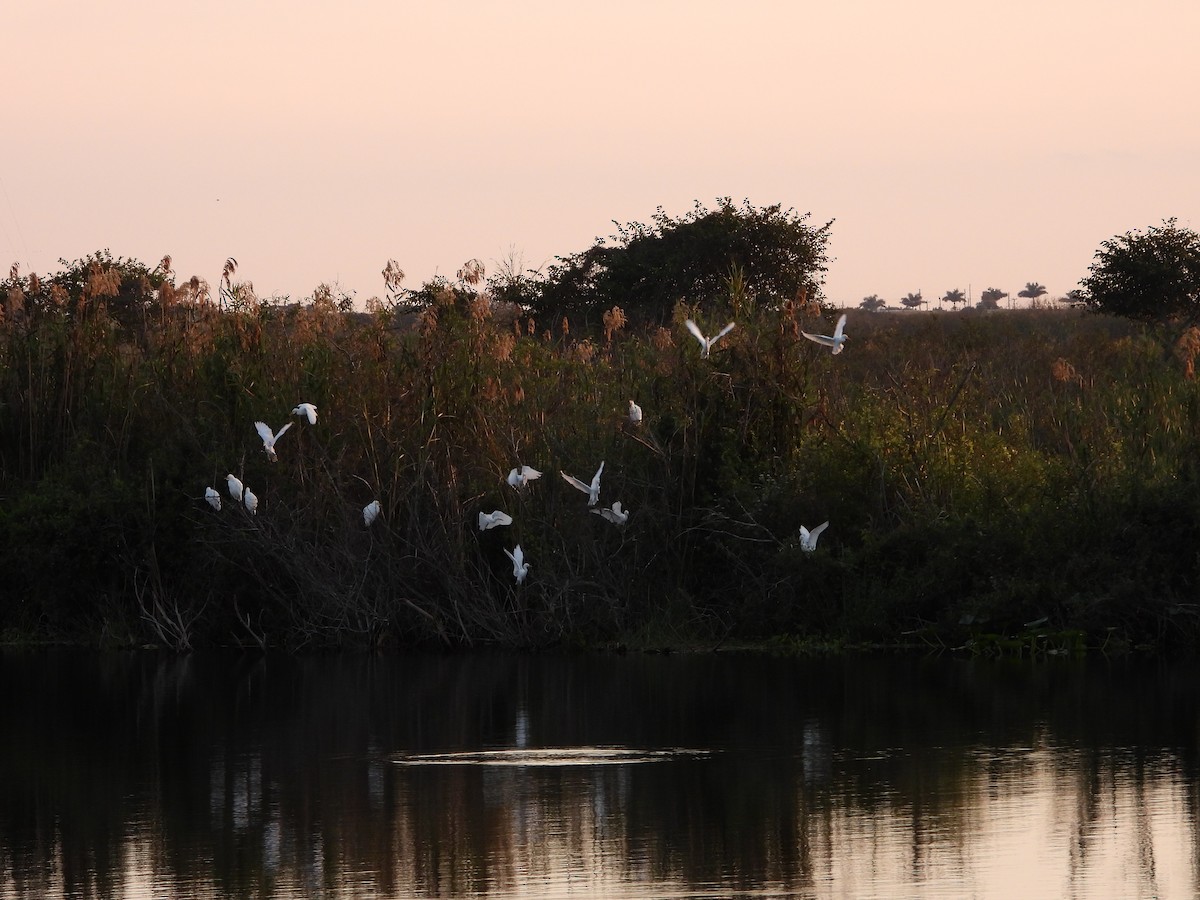 Western Cattle-Egret - ML646383250