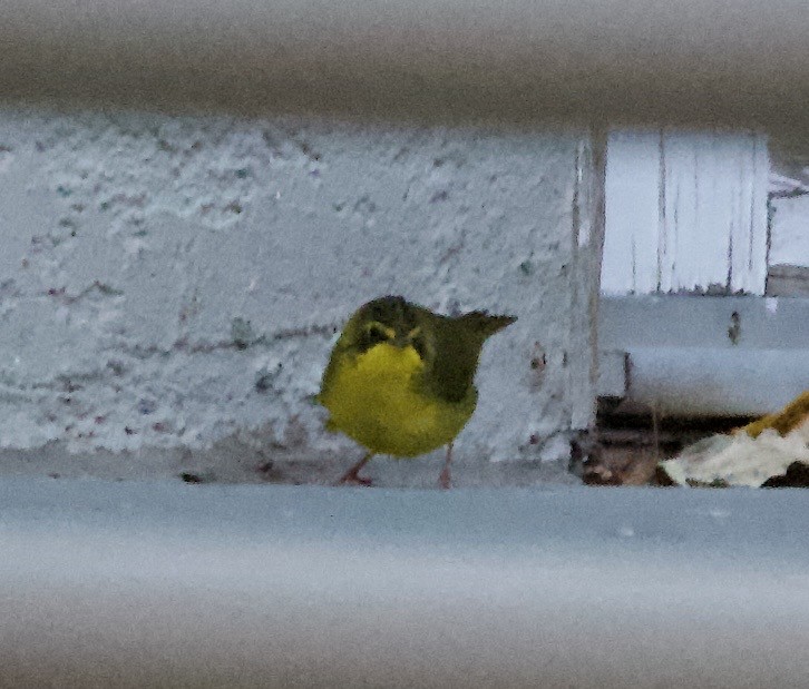 kentuckyparula - ML646383253