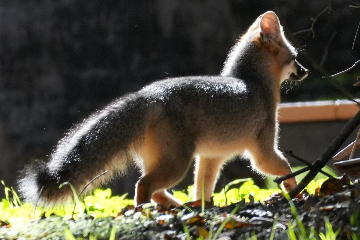 Animals - ML646383255