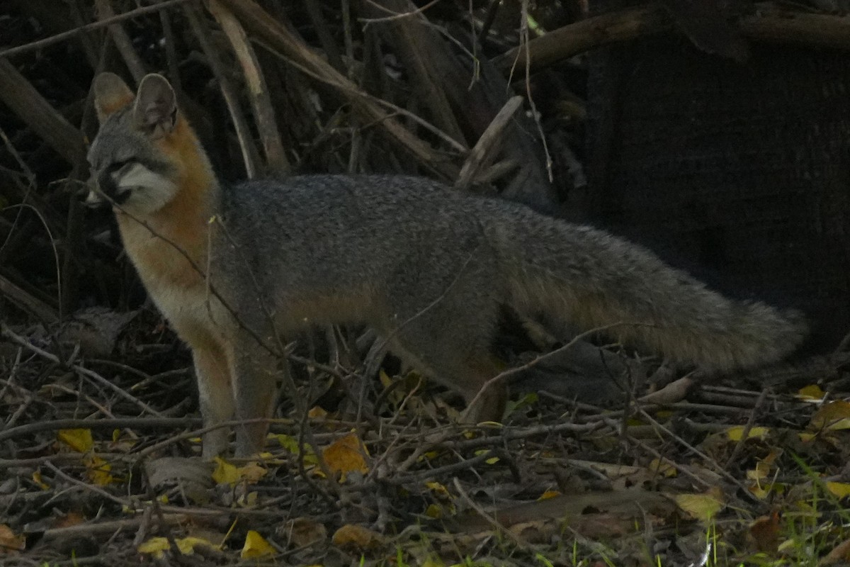 Animals - ML646383256