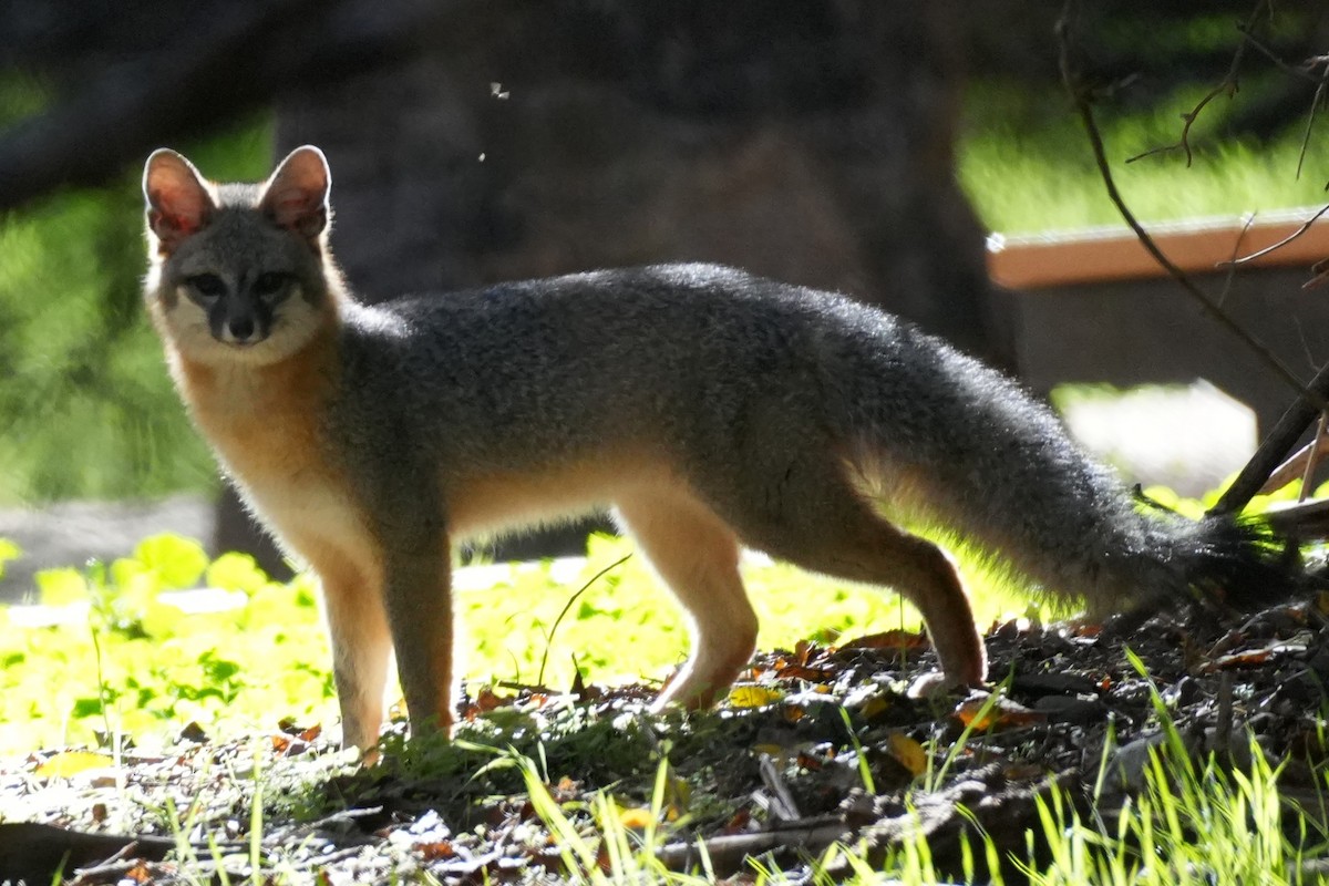 Animals - ML646383257