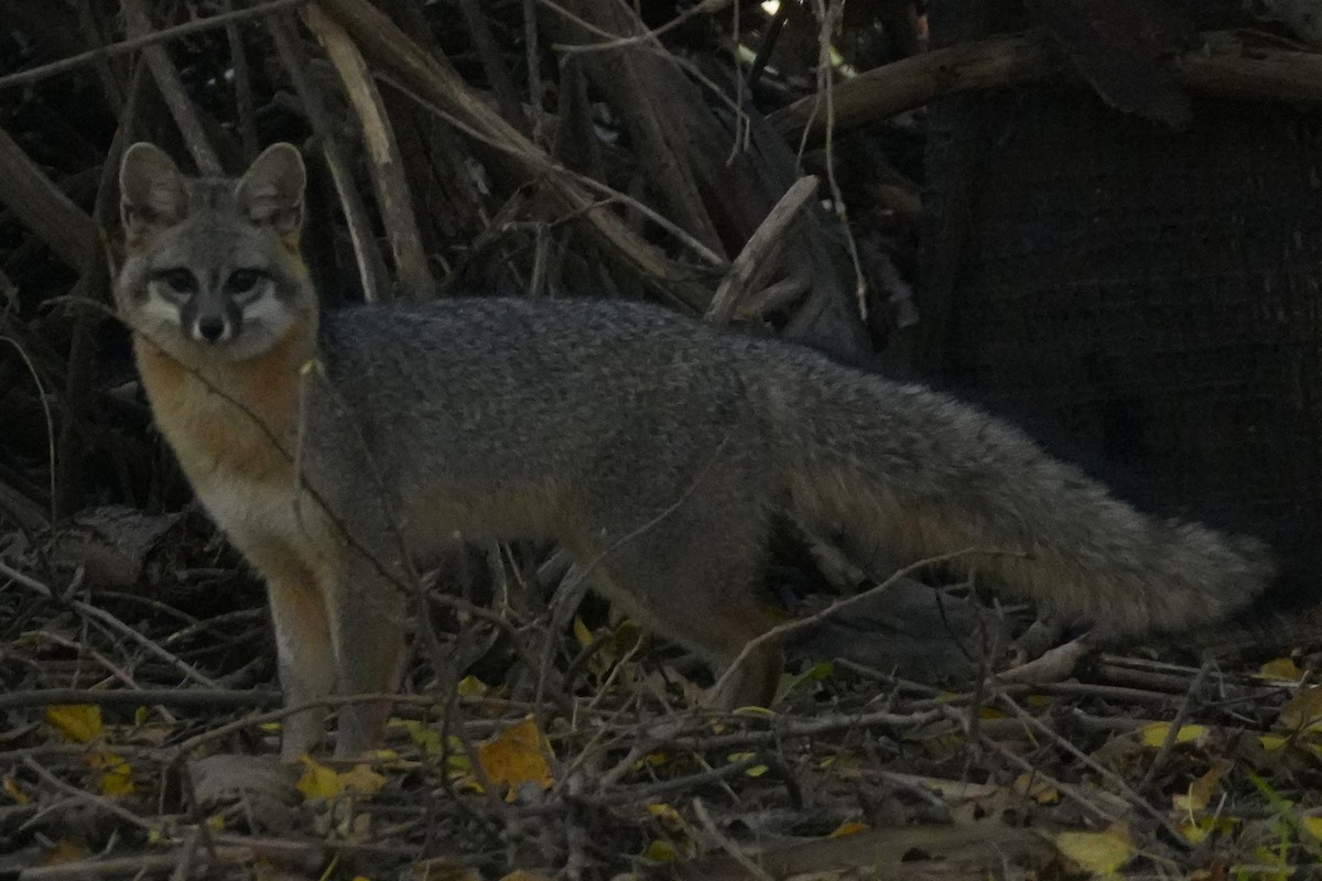 Animals - ML646383258